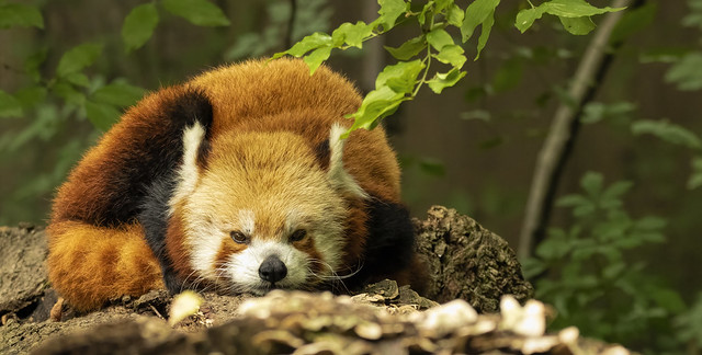 Chinese Red Panda....Explore