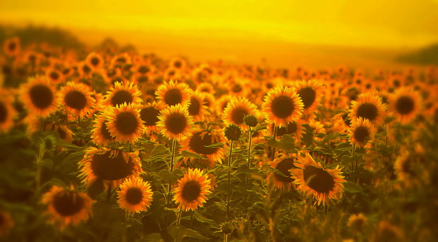 Sunflowers at dusk / EXPLORE!! / Napraforgók alkonyatban