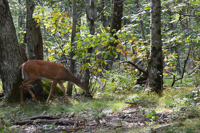 Deer grazing at Smokey Mountains National Park