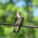 Northern Rough-winged Swallow - Sloss Lake, AL One of the more difficult swallows to identify, this Northern Rough-winged swallow is very plain with Brown and light belly with a very faint chest bar as the best description. They are very similar to Bank Swallows but the latter has a very distinct band on the chest. This was one of a pair resting on the wires at Sloss Lake Park giving us a much better shot than in the air!              

Michael W Klotz 2022 - &lt;a href=&quot;http://www.TheBirdBlogger.com&quot; rel=&quot;noreferrer nofollow&quot;&gt;www.TheBirdBlogger.com&lt;/a&gt;