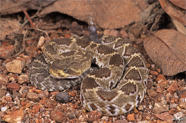 Basilisk Rattlesnake (Crotalus basiliscus)