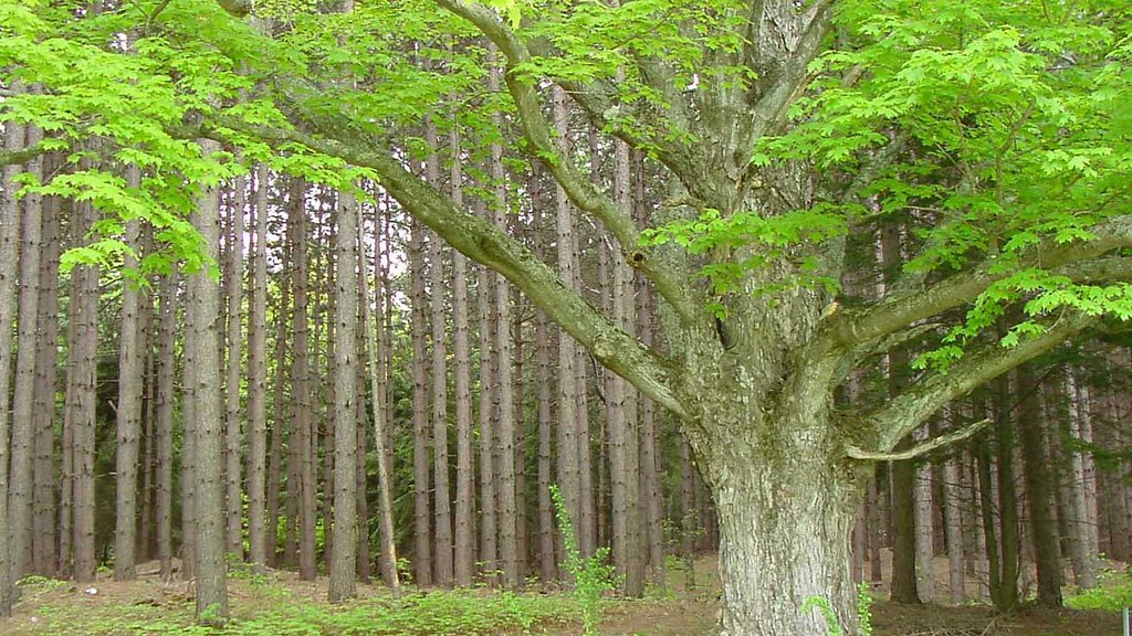 Forest Pine plantation & Maple tree