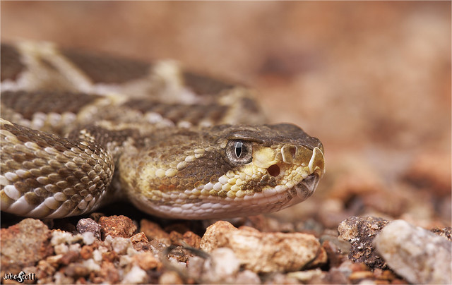 Basilisk Rattlesnake (Crotalus basiliscus)
