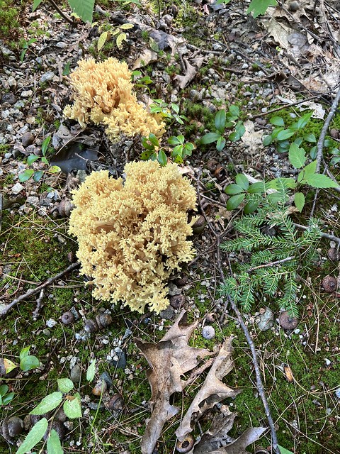 Coral fungi?