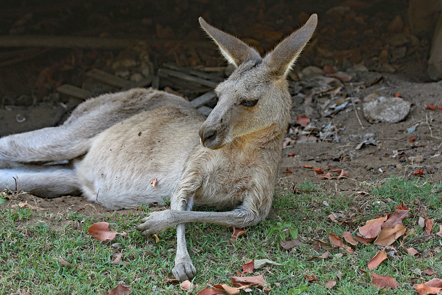 Relaxing kangaroo!
