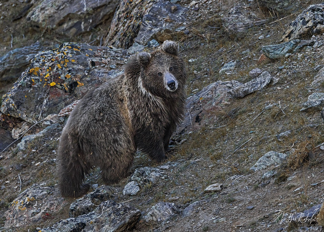Extremely rare !! From wild Himalayas ,  The Himalayan brown bear (Ursus arctos isabellinus