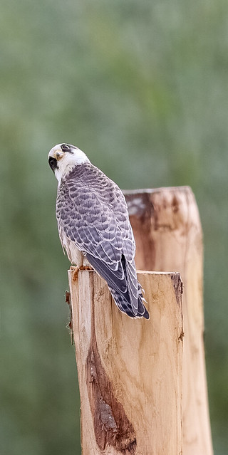Roodpootvalk -  Falco vespertinus