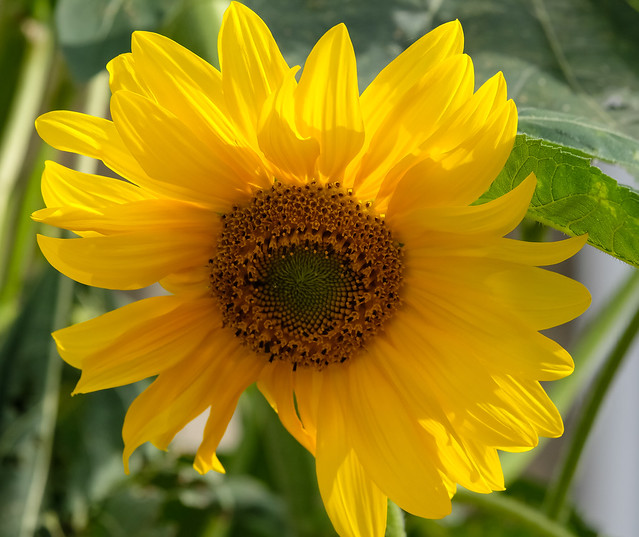 Beautiful Sunflower SE22