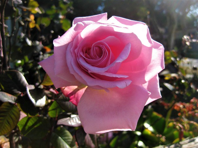 A Pink Spring Rose Bloom - Preston