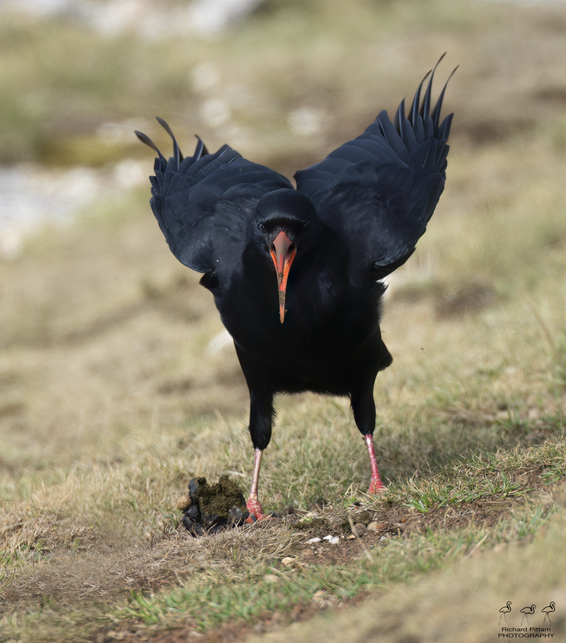 Chough making a call - they look like they are sneezing when they do this, as though they shake all over - fascinating behaviour