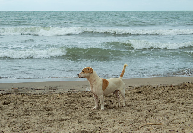 Perro en la playa