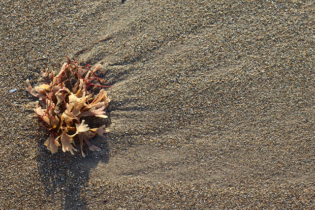 Seaweed on the outgoing tide