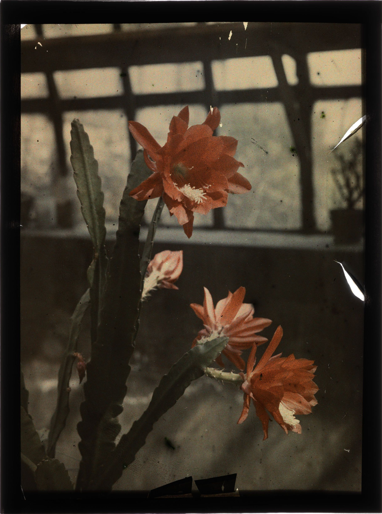 Jan Zdzisław Włodek :: Kaktus kwitnący na czerwono, 1927. Autochrome photograph of a blooming Epiphyllum cactus in the greenhouse of the Włodków villa in Kraków. | src Fundacja im. Zofii i Jana Włodków