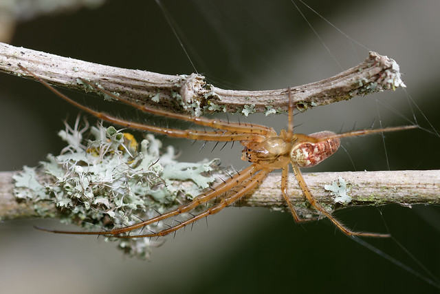 Spider (Metellina segmentata) Höstspindel