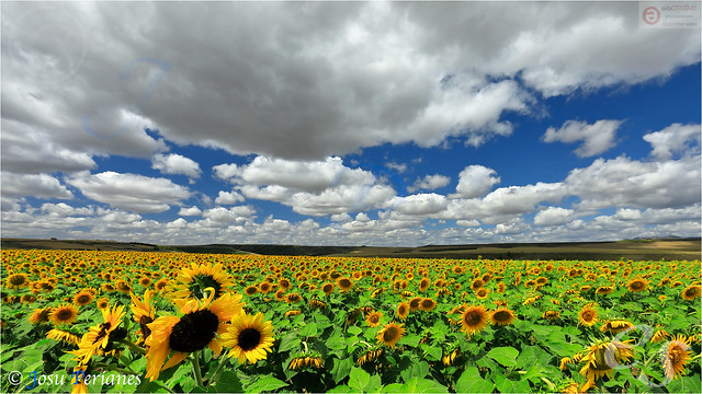 Los Girasoles - The Sunflowers