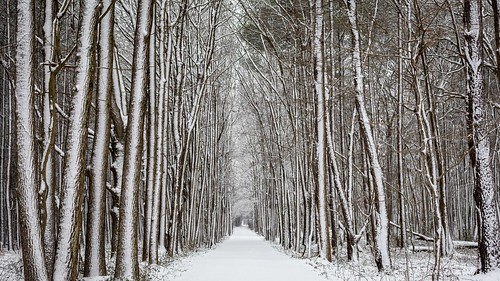 Snowy Trail by Jennifer McCord