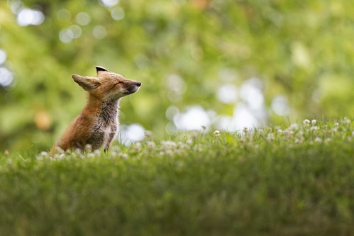 Photo of young fox in a field