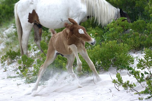 The Newest Colt by James Rode