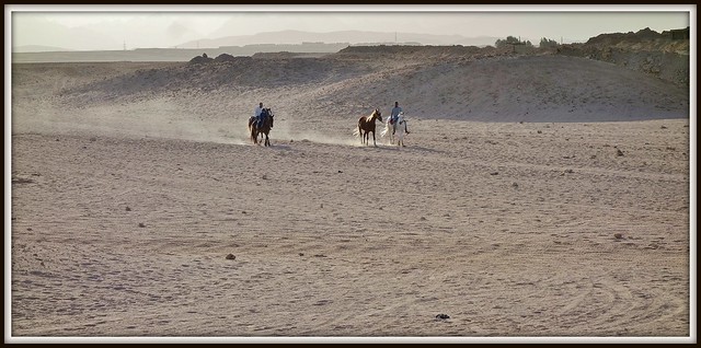 ÄGYPTEN, Makadi Beach bei Hurghadi,  (1st series - Horses) Ausritt ,  80075/21075