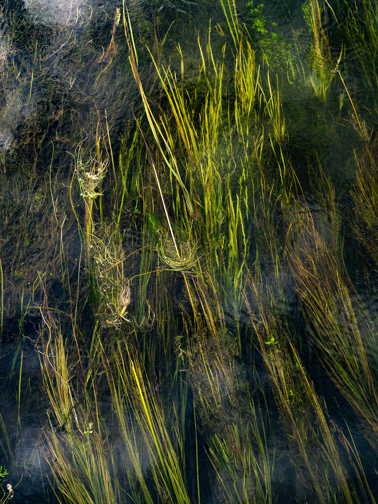 River Avon Reeds 2 | Olympus digital camera | Alistair Hamilton | Flickr