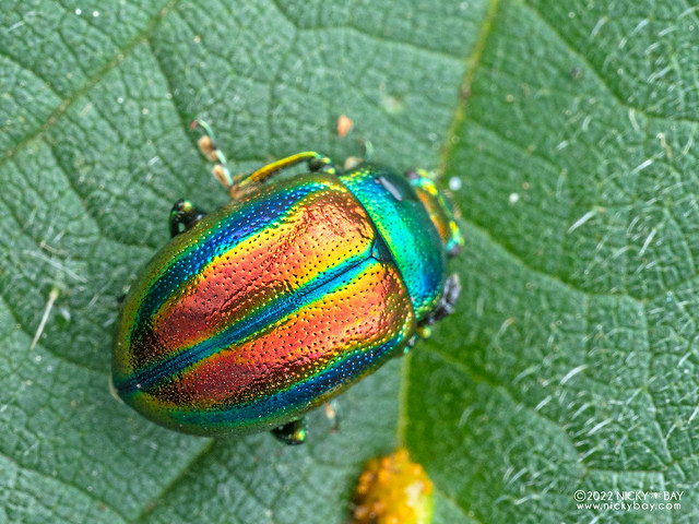 Leaf beetle (Chrysolina fastuosa) - P6175223