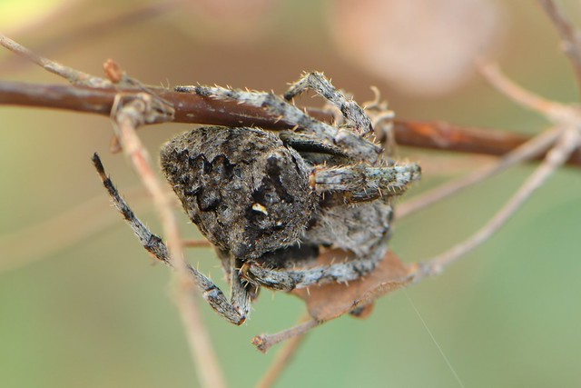 Orb-Weaver Spider on Nuttall's Snowberry
