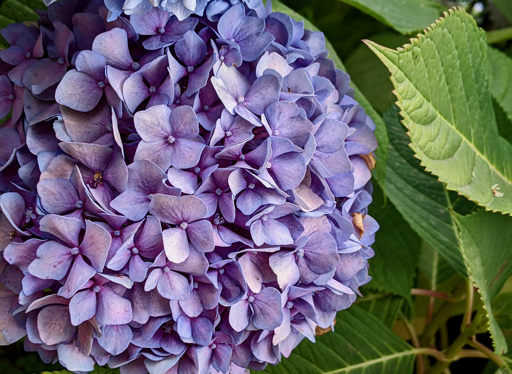 Hydrangea- The Do-It-Yourself Bouquet