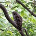Flickr photo 'Overlooking Barred Owl' by: Phil's 1stPix.