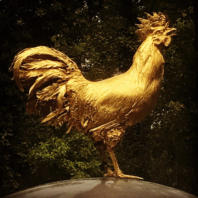 golden cock
