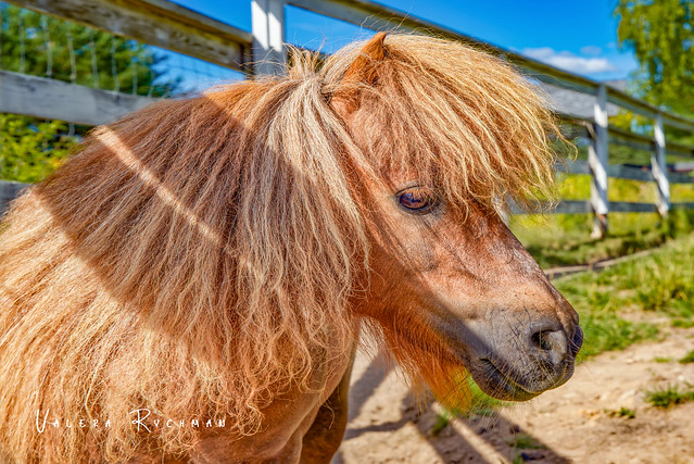 Little pony with hairstyle