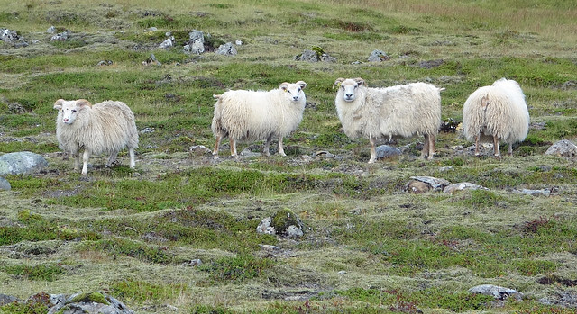 Some Islandic Sheeps along Ring Road aka Þjóðvegur in Eastern Iceland
