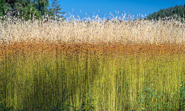 Flax field
