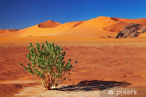 Single tree in Sahara Desert, Tadrart, Algeria