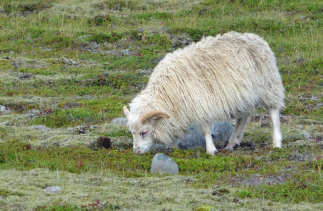 Islandic Sheep along Ring Road aka Þjóðvegur in Eastern Iceland