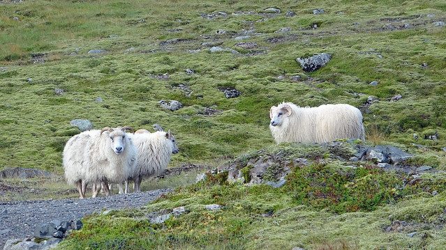 Some Islandic Sheeps along Ring Road aka Þjóðvegur in Eastern Iceland