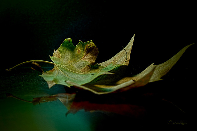 13_A couple of leaves_Explore