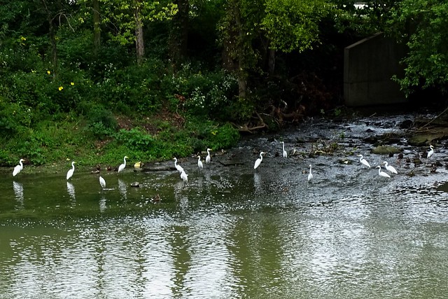 Mississinewa River Egrets