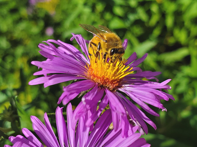 Honeybee Taken With A Handheld Samsung S10 Phone Camera 20220913_121726