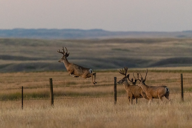 2208_0520 Mule Deer Bucks