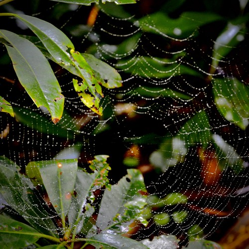 Spider Web. Smokey Mountain National Park