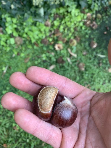 Chestnuts? In Hand