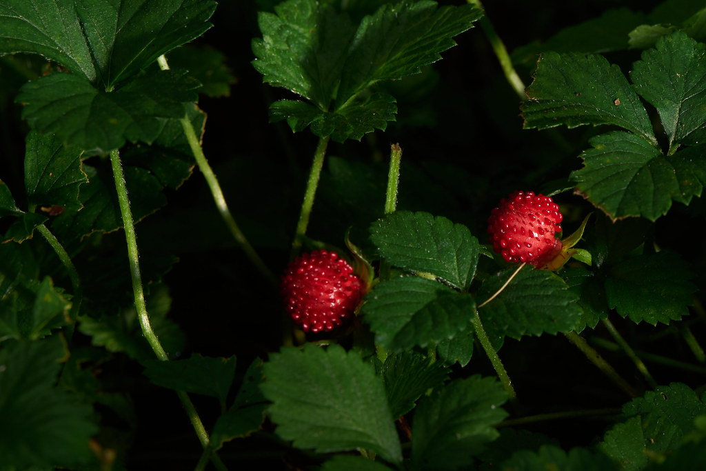 mock strawberry (Pontentilla indica)