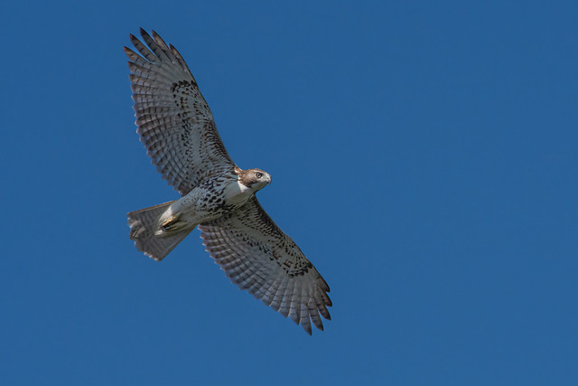 Red-Tailed Hawk (NJ)
