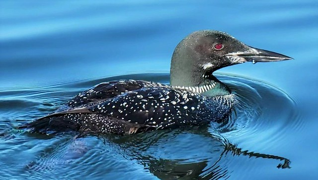 Loving Loons in the Summer (Learn More...)