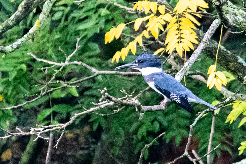 belted-kingfisher-6416