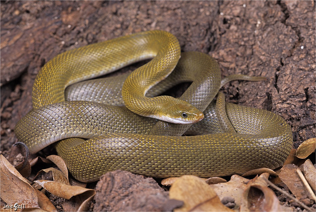Northern Green Rat Snake (Senticolis triaspis intermedia)