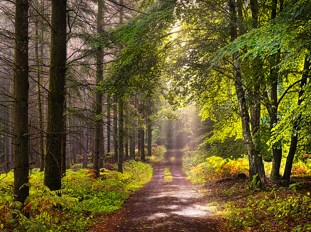 Ein strahlender Waldweg
