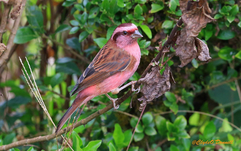 Pink-browed Rosefinch Bird