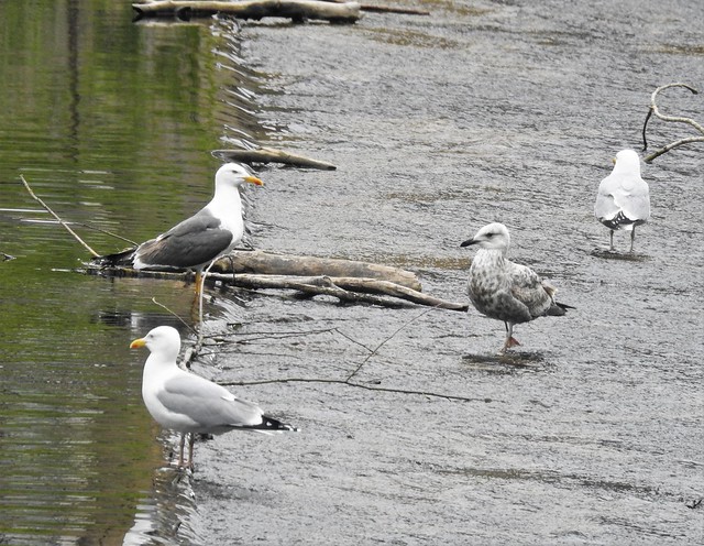 Seagulls at River Wansbeck Weir, Morpeth