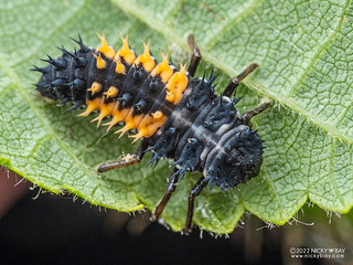 Asian ladybird beetle (Harmonia axyridis) - P6175238
